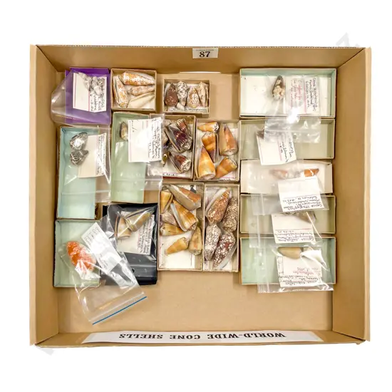 Collection Worldwide Cone Shells