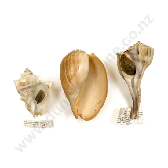 Three Large Seashells