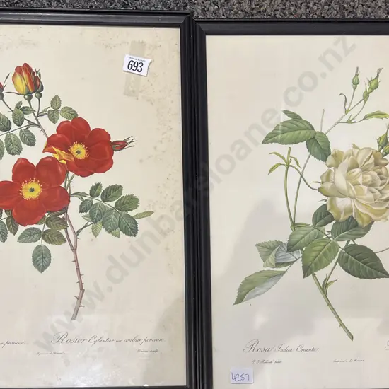 Two Vintage Botanic Study Bookplates