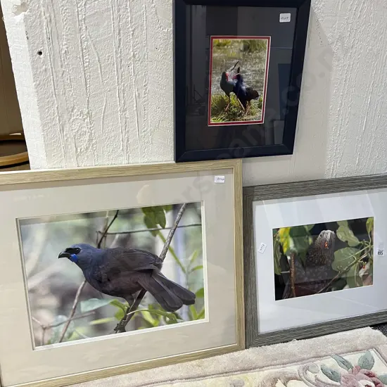 Three Photographic Bird Studies by Pete Nikolaison