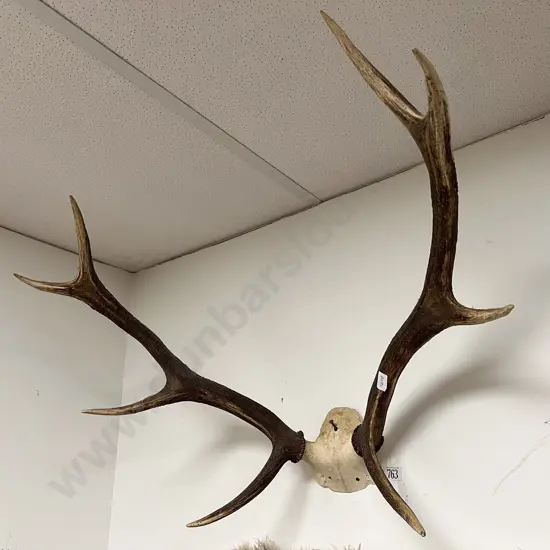 Taxidermy Antler Display