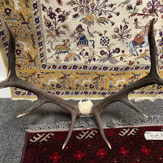 Taxidermy Antler Display