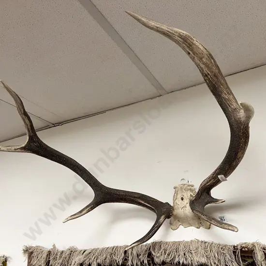 Taxidermy Antler Display