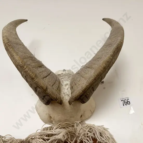 Taxidermy Ram Horn Display
