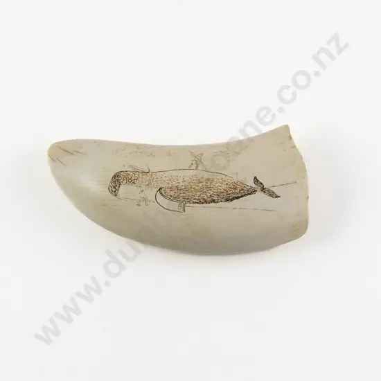 Antique Sperm Whale Scrimshawed Tooth