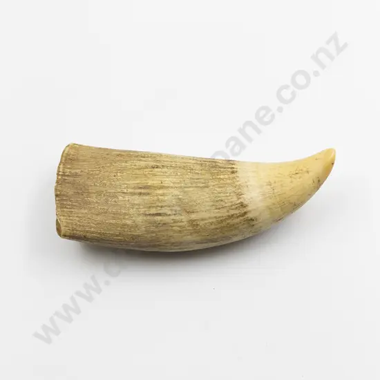 Large Sperm Whale Tooth