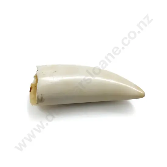 Vintage Whale Tooth