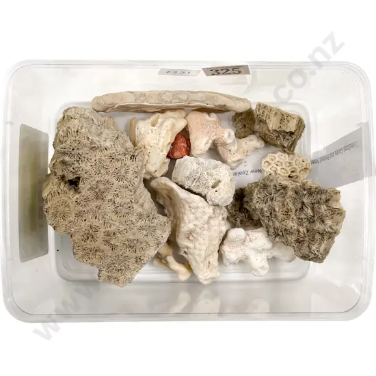 Fossilized Corals etc