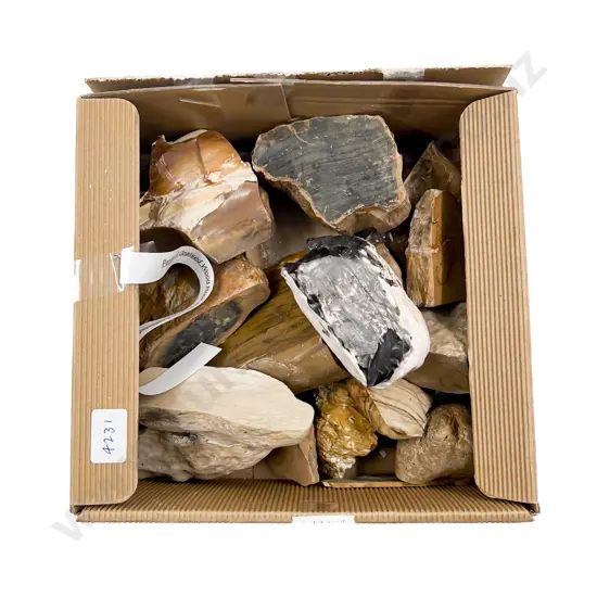 Petrified and Opalized Wood Rock Specimens