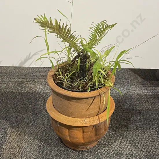 Potted Plant