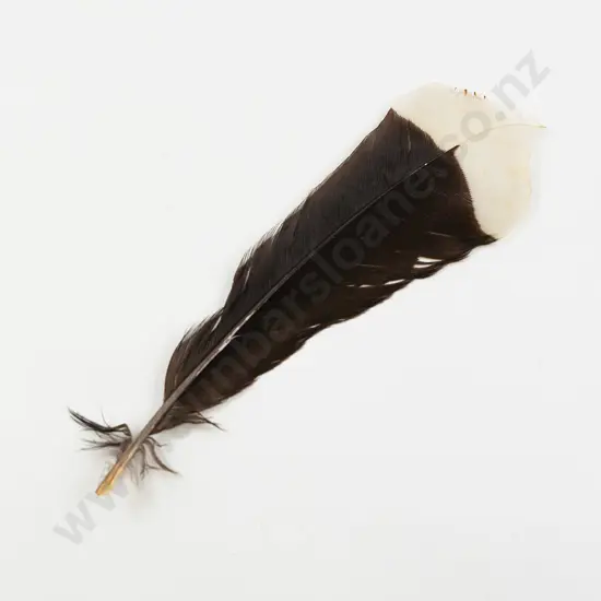 A Good Rare Huia Feather Tail Feather