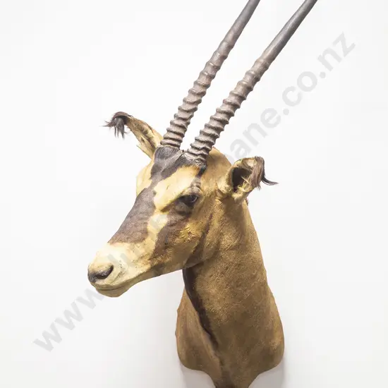 Taxidermy Gemsbok Head Mount