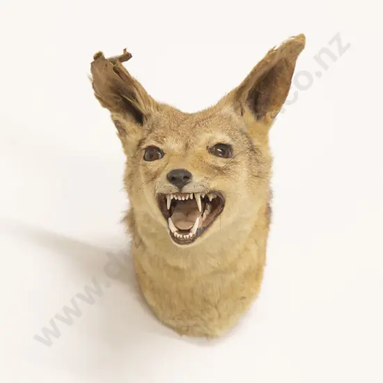 Taxidermy Fox Head Mount