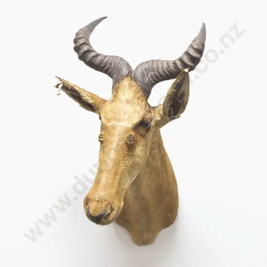 Taxidermy Hartebeest Head Mount