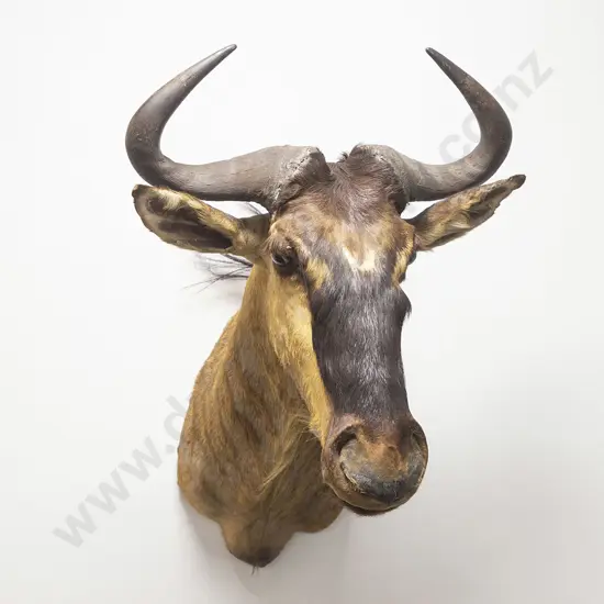 Taxidermy Blue Wilderbeest Head Mount