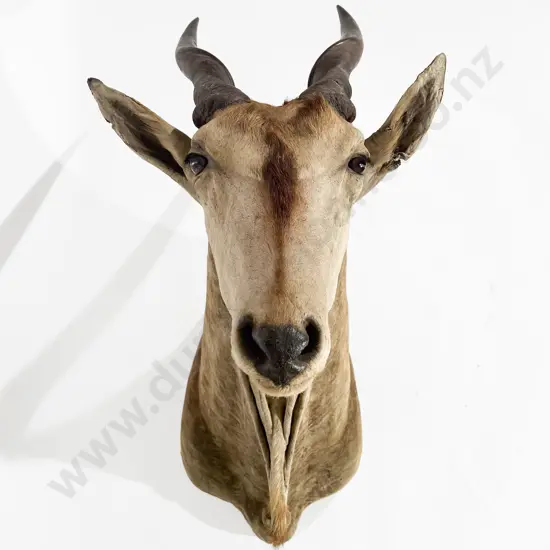 Taxidermy Eland Head Mount