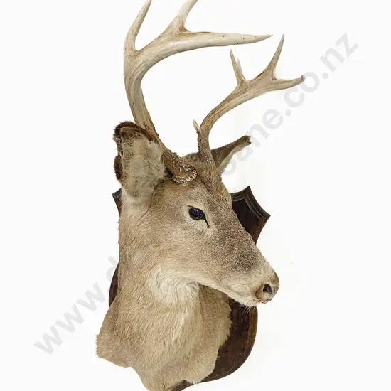 Taxidermy Whitetail Deer Head Mount