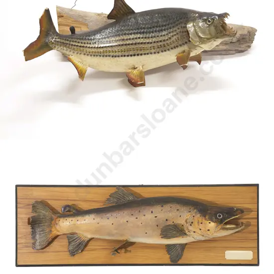 Taxidermy Brown Trout And A Tiger Fish