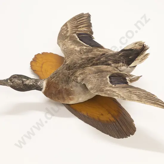 Taxidermy Mallard Duck