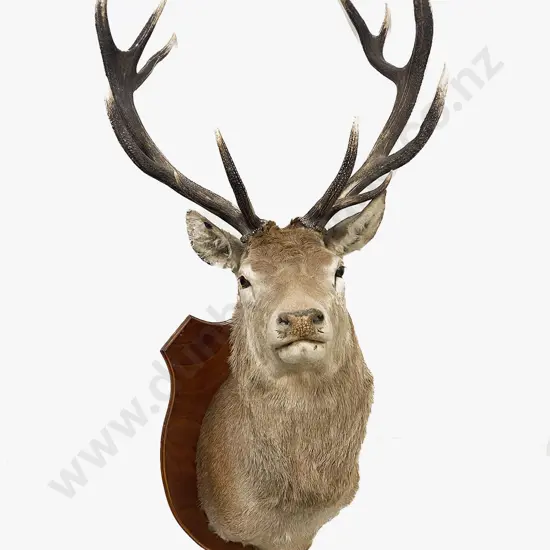 Taxidermy 12 Pointer Red Deer Head Mount
