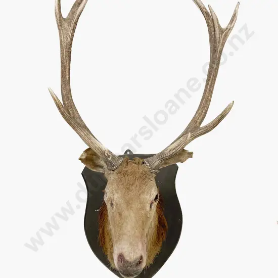 Taxidermy 10 Pointer Red Deer Head Mount