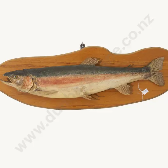Taxidermy Rainbow Trout