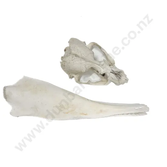 Pilot Whale Jaw Bone And A Seal Skull
