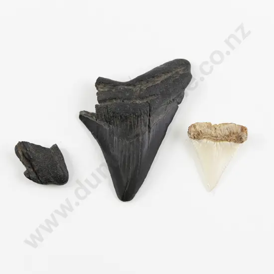 A Megalodon Tooth And A Mako Shark Tooth