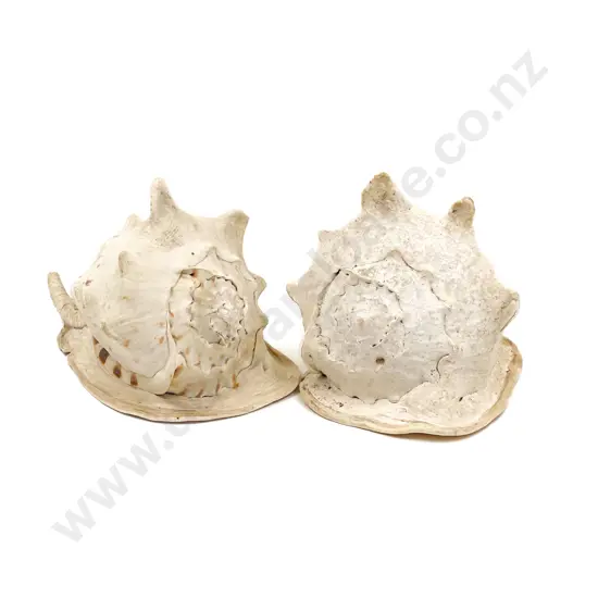 Two Large Cameo Shells