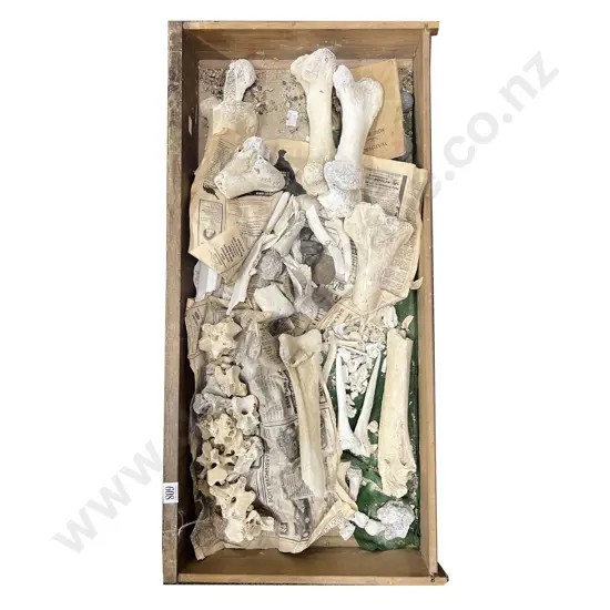 A Box Of Moa Bones And Other Bones