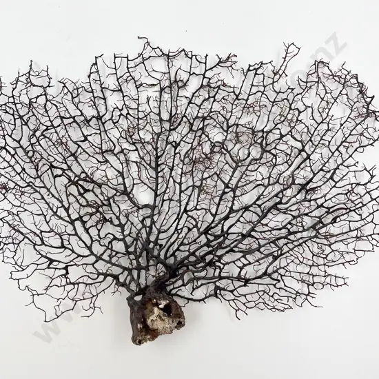 Large Piece of Coral