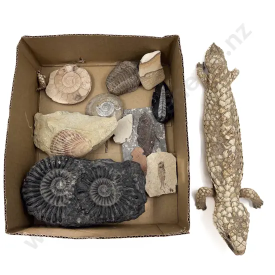 Qty of Assorted Fossil together with Taxidermy Lizard