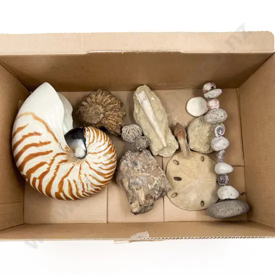 Qty of Assorted Fossils and Shells etc.
