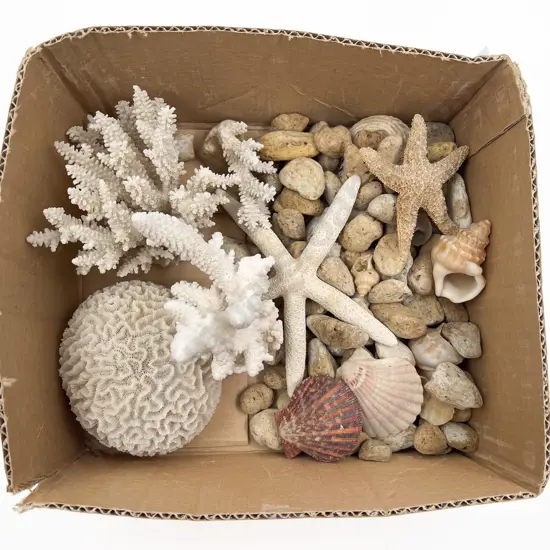 Qty of Assorted Coral and Sea Shells etc.
