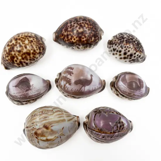 Qty of Assorted Cameo Shells