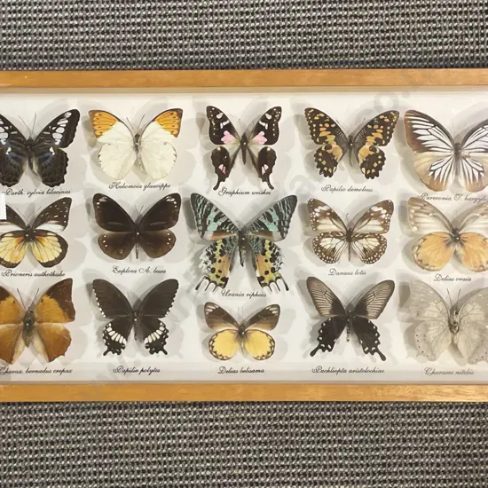 Framed Butterfly Taxidermy Display