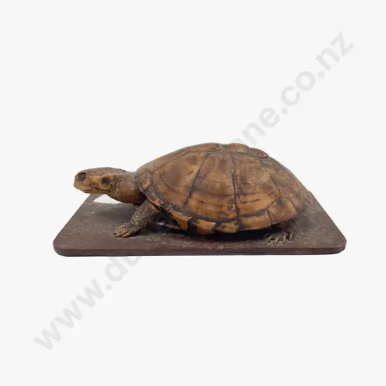 Small Taxidermy Turtle