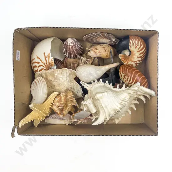 Qty of Assorted Shells
