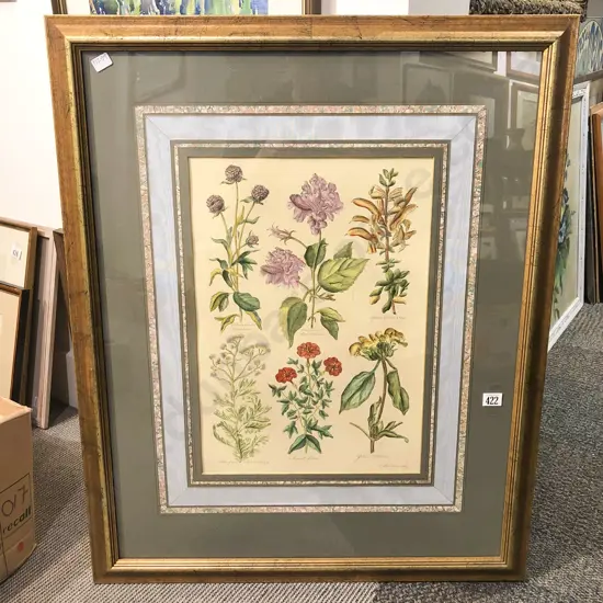 Framed Reproduction Botanical Print