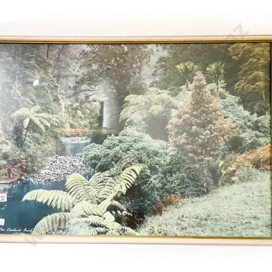 Whites Aviation - New Zealand Bush - Hand Coloured Photograph