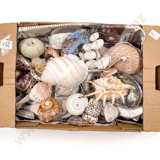 Quantity of Assorted Shells