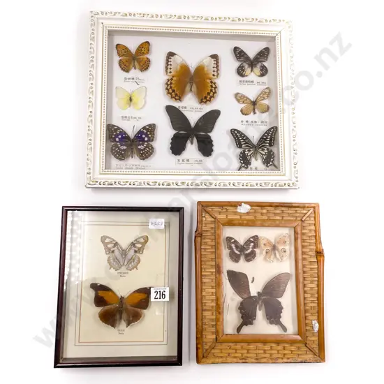 Three Framed Taxidermy Butterfly Displays