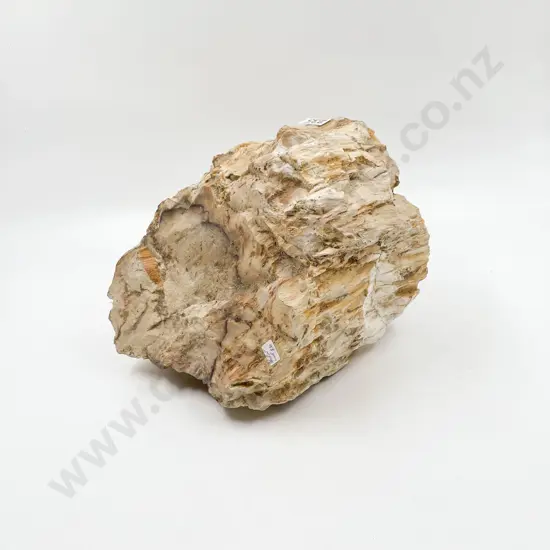 Slab of Petrified Wood