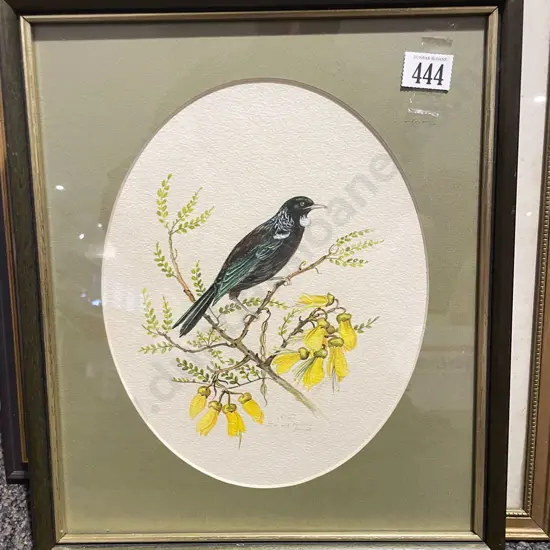 Indistinctly Signed - Watercolour Study of Tui on Kowhai Branch