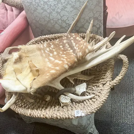 Basket of Assorted Antlers etc