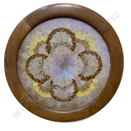 Vintage Argentina Framed Exotic Butterfly Wing Panel