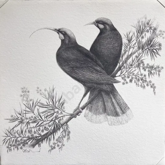 Hannah Shand "Huia's Perched in a Hianu Tree" Pen on Paper Print