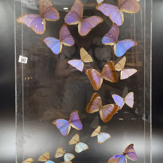 Taxidermy Butterfly Display in Perspex Case