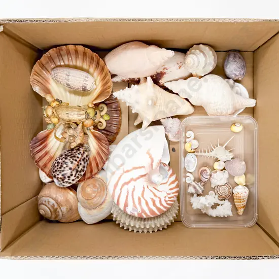 Qty of Assorted Shells