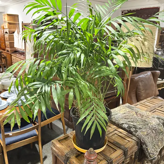 Parlour Palm Pot Plant